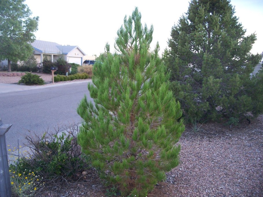 Сосна Блю Шег