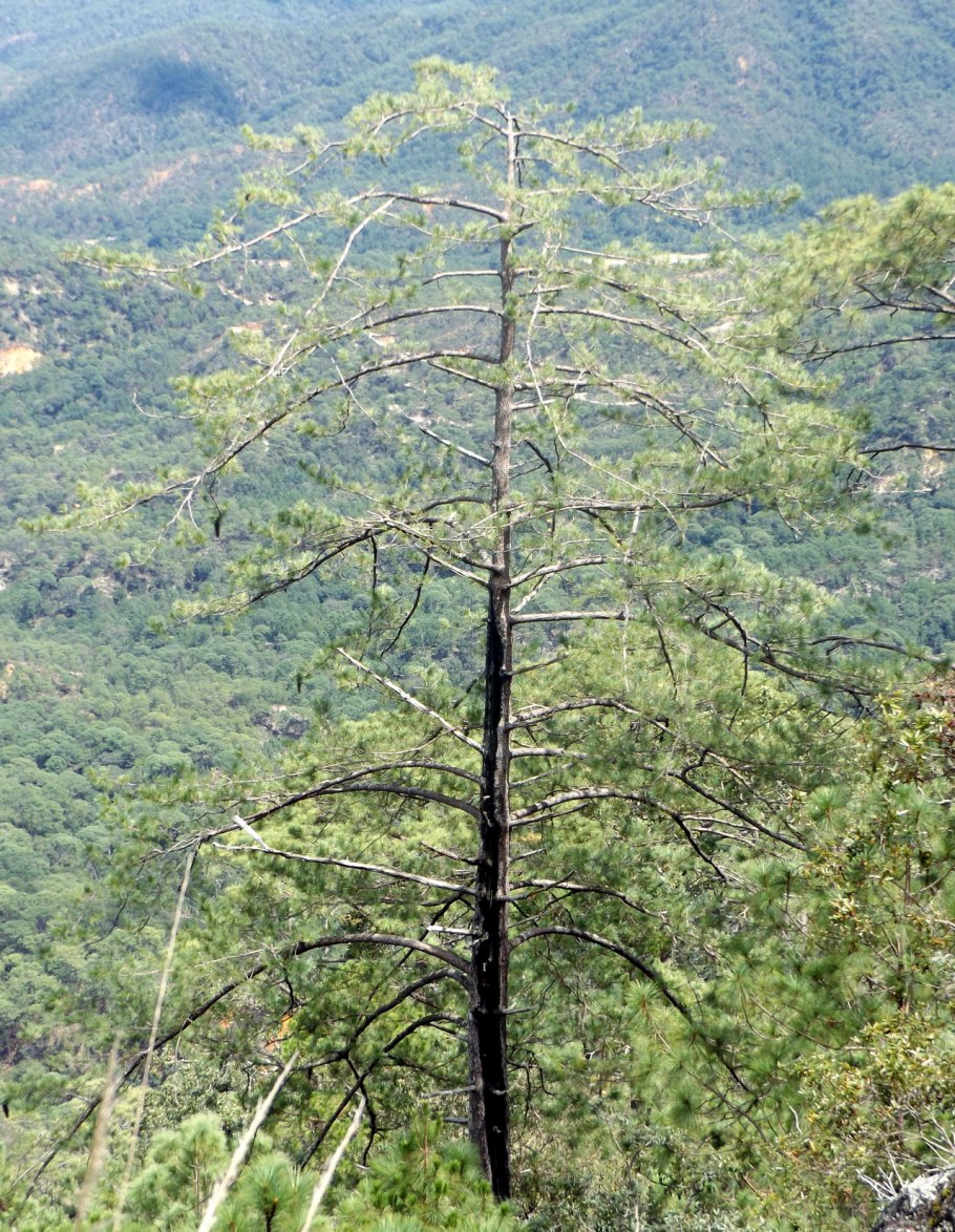 Сосна Лоблолли