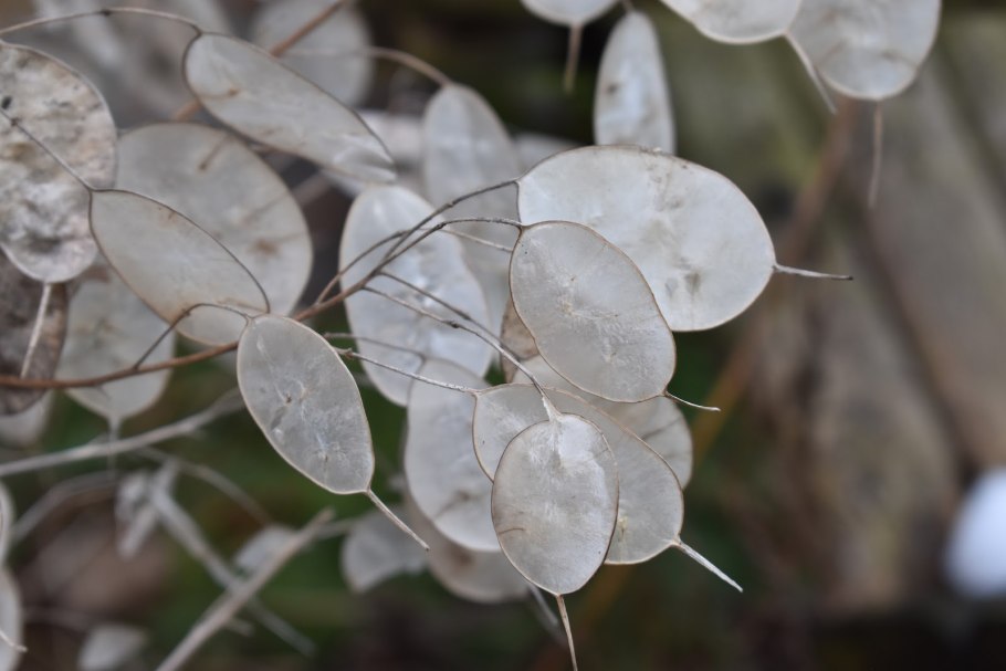 Лунария Lunaria annua