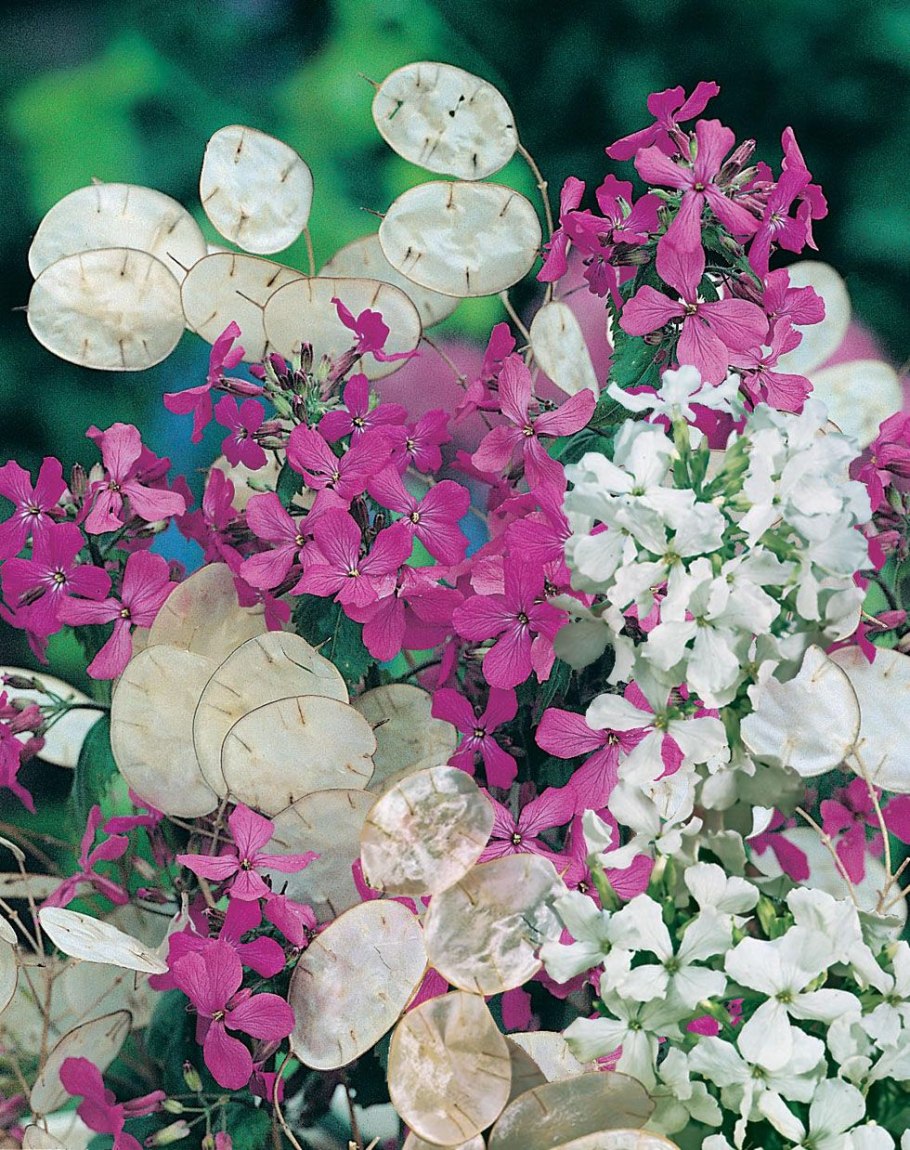 Лунник оживающий семена