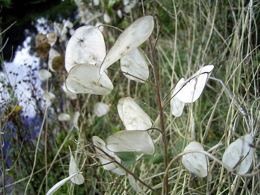 Мультики для детей Лунтик