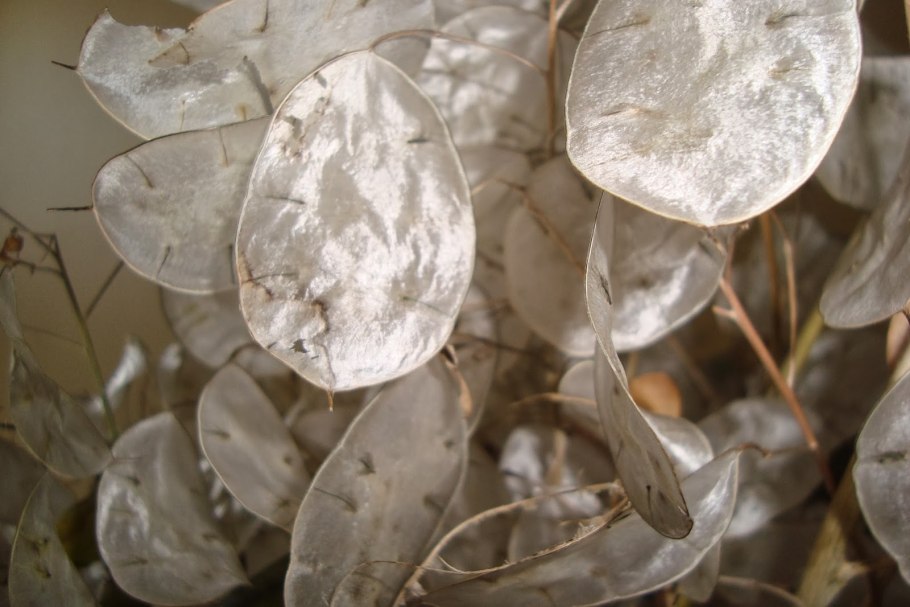 Лунария Лунник