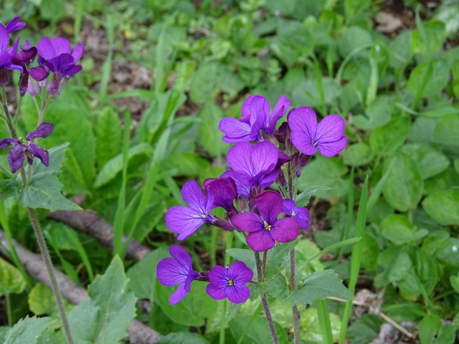 Лунария двулетняя