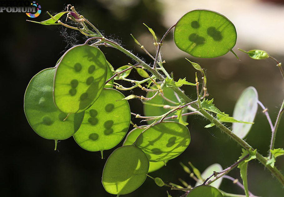 Лунария Lunaria annua