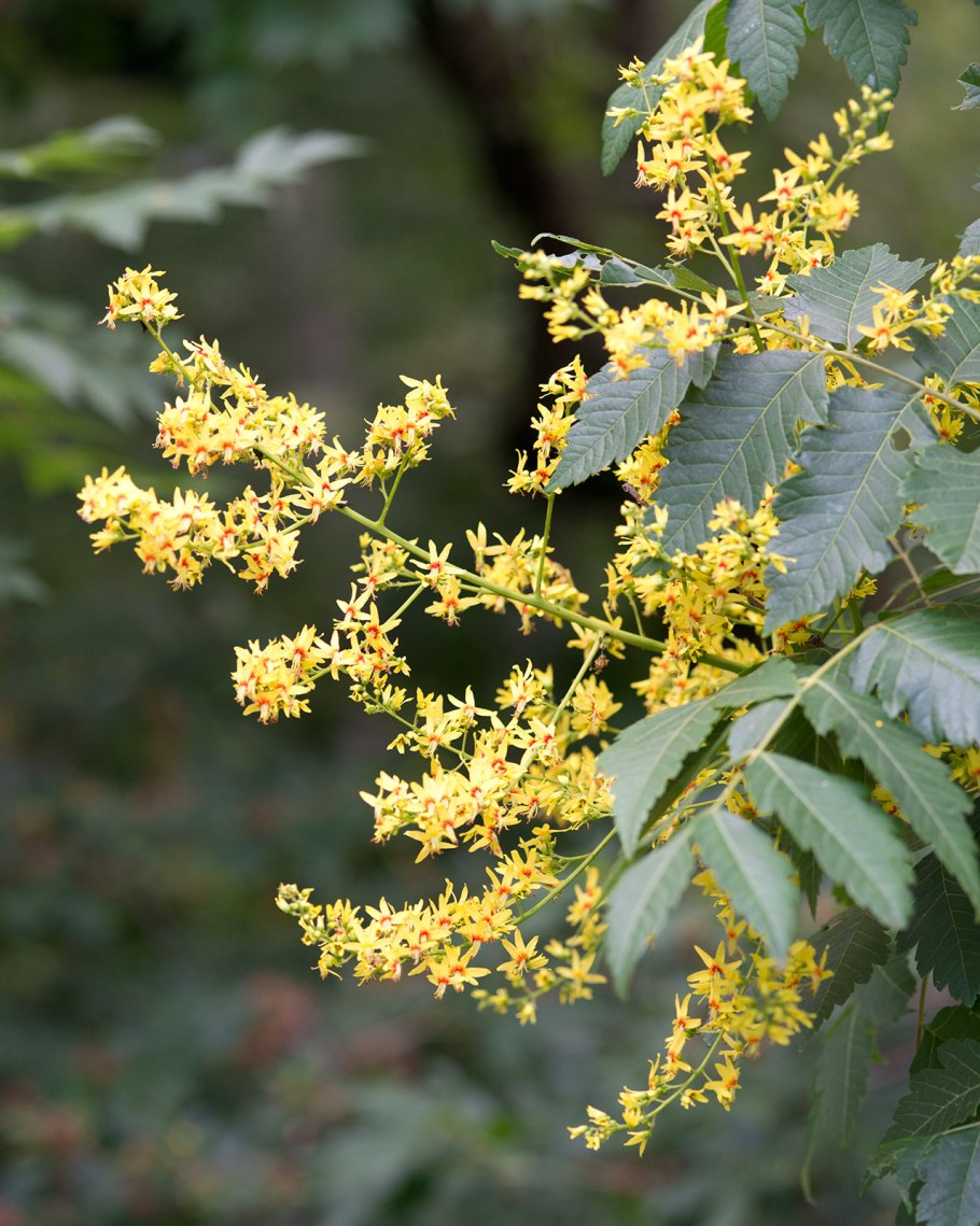Мыльное дерево Кельрейтерия метельчатая