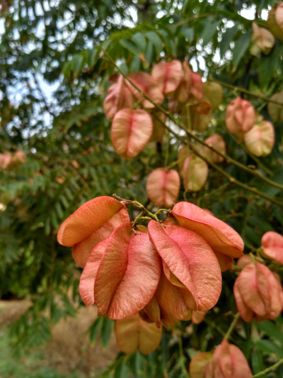 Растение Кельрейтерия метельчатая