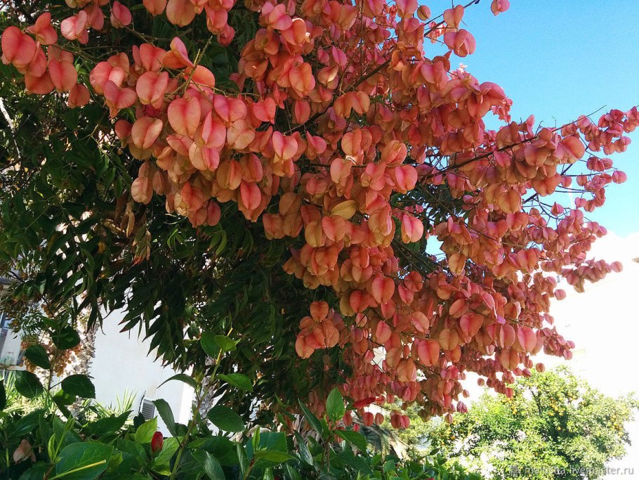 Дерево Кельрейтерия метельчатая