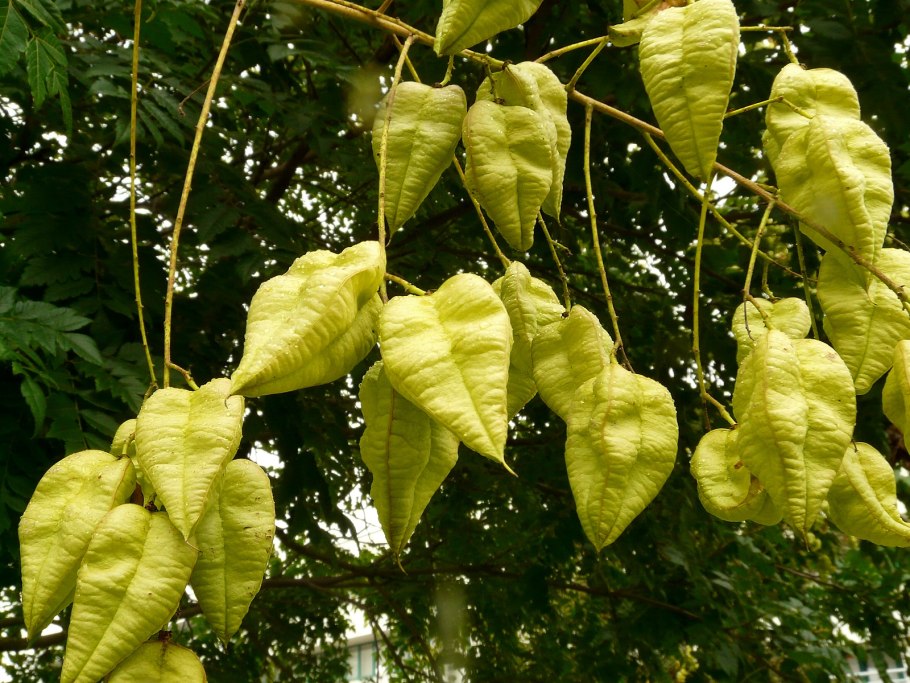 Мыльное дерево Кельрейтерия метельчатая