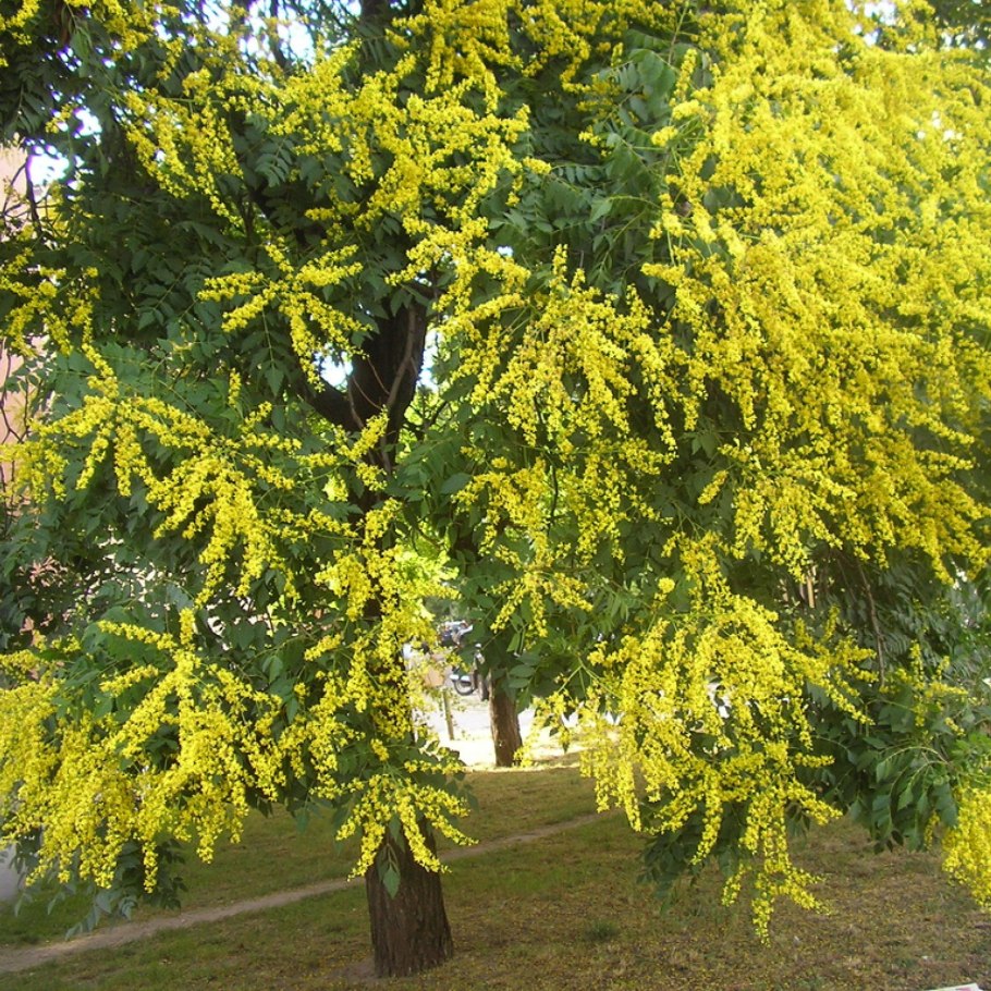 Дерево Кельрейтерия метельчатая