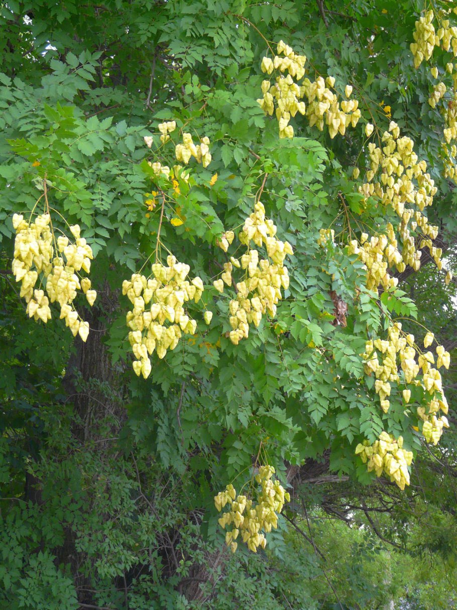 Koelreuteria paniculata (Кельрейтерия)