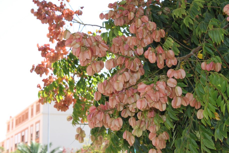 Кельрейтерия дваждыперистая