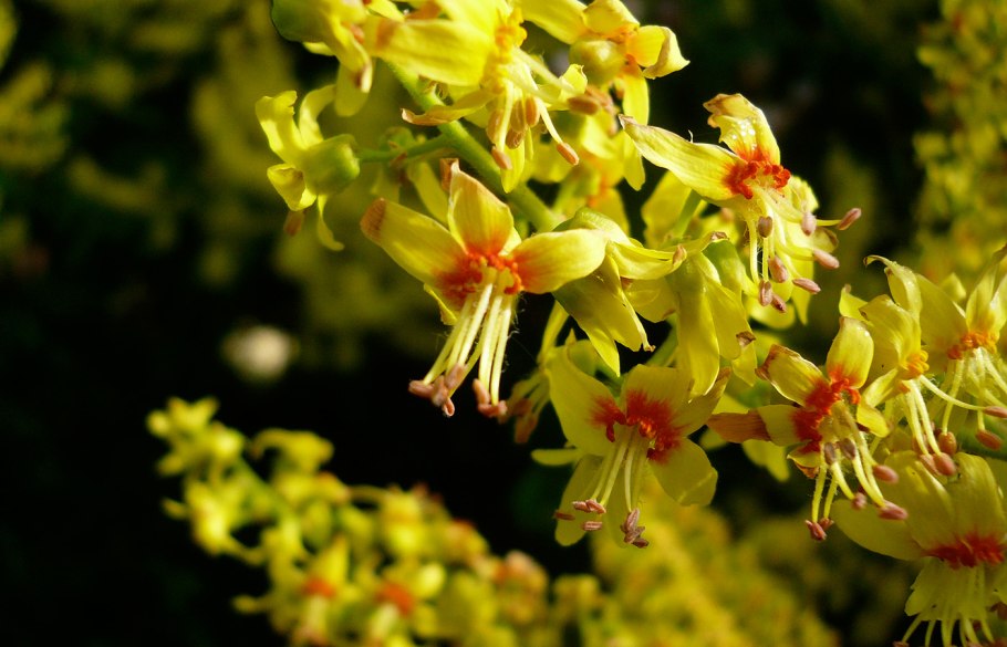 Кёльрейтерия метельчатая