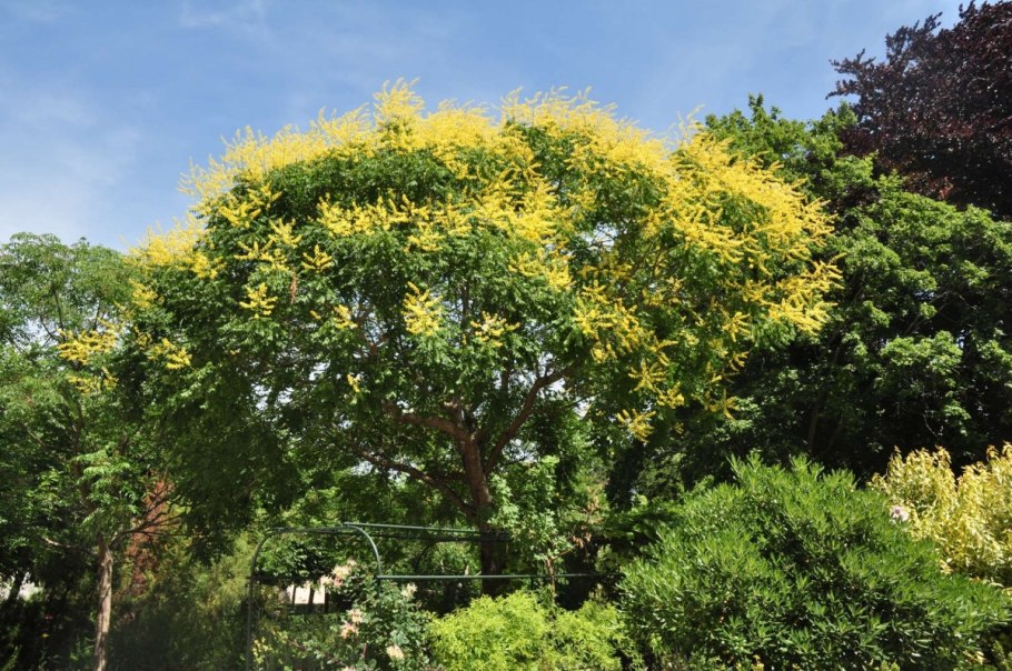 Кельрейтерия (мыльное дерево)