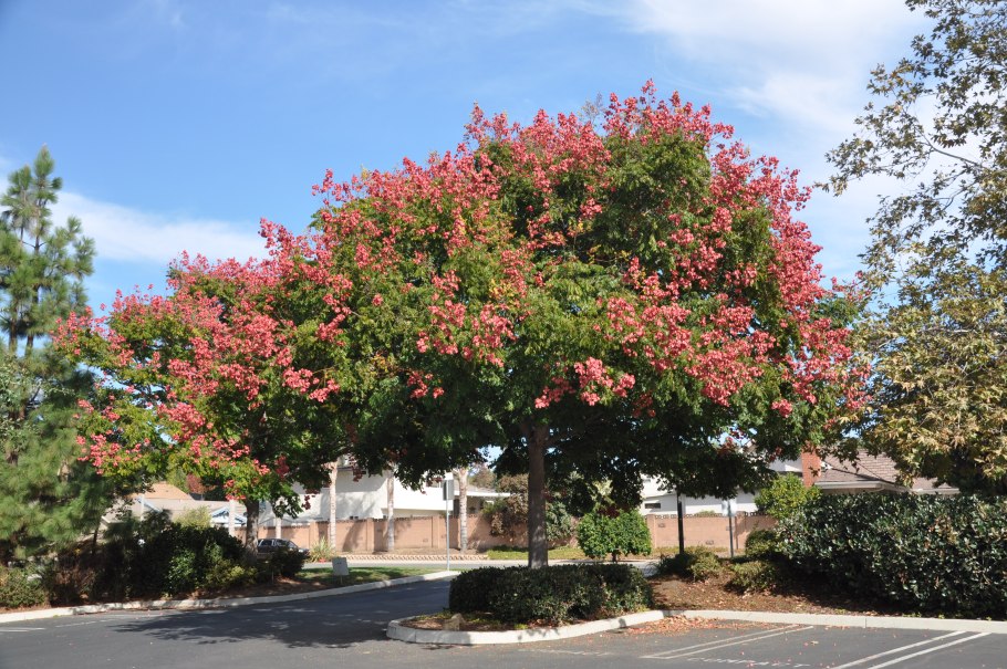 Кёльрейтерия метельчатая