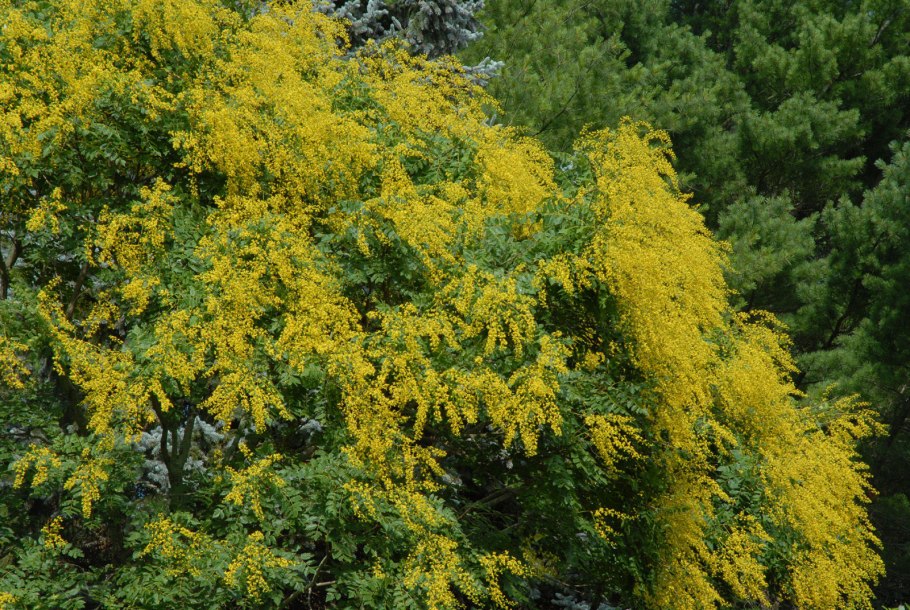 Дерево Кельрейтерия метельчатая