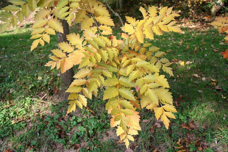 Цветет Кельрейтерия