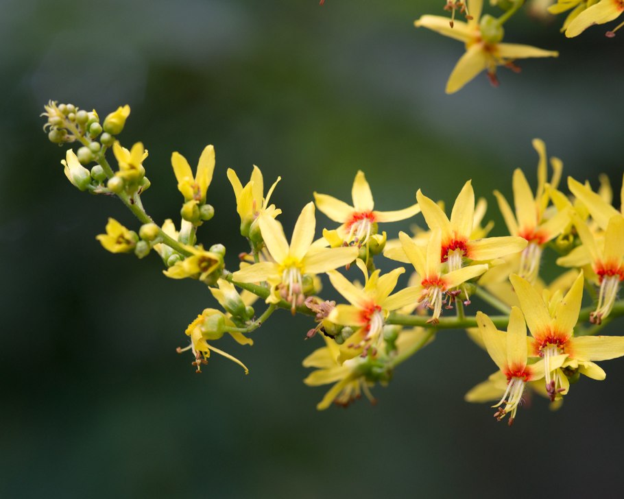 Кельрейтерия метельчатая