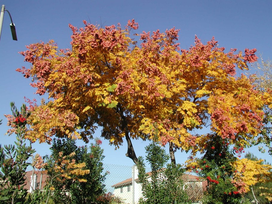 Koelreuteria paniculata