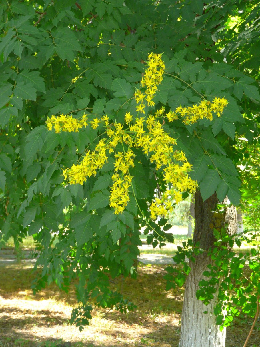 Кёльрейтерия метельчатая