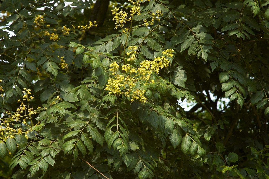 Koelreuteria bipinnata