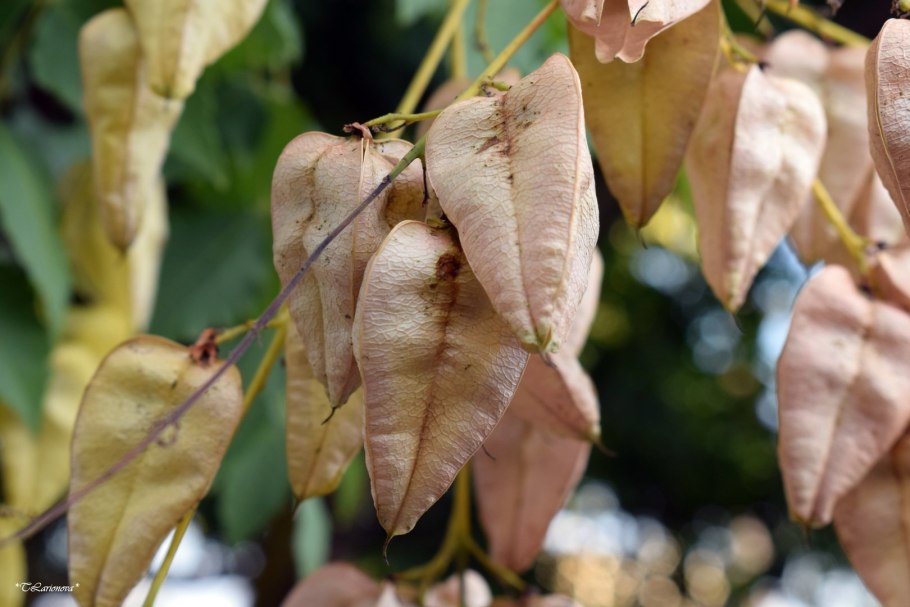 Кельрейтерия метельчатая