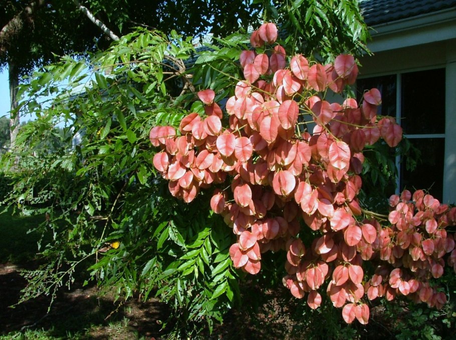 Кёльрейтерия метельчатая