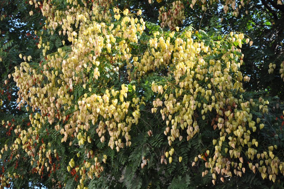 Кельрейтерия цельнолистная