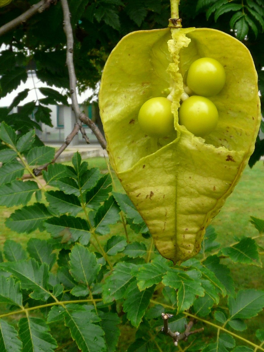 Кельрейтерия метельчатая