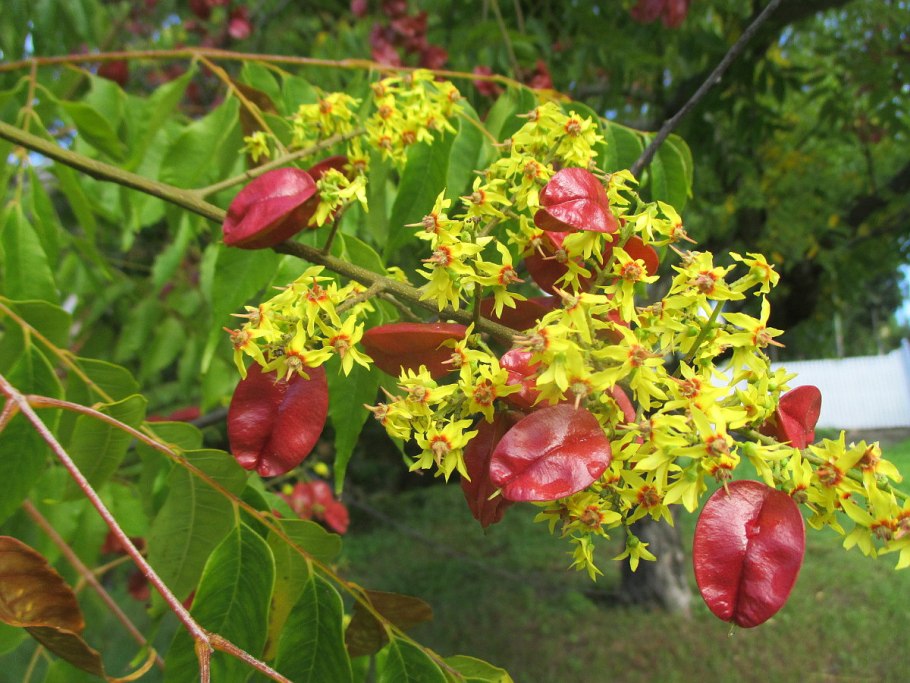Кельрейтерия метельчатая