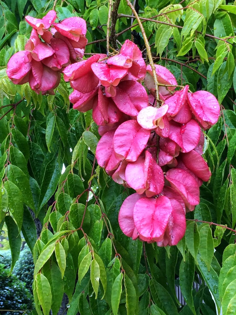 Кельрейтерия метельчатая