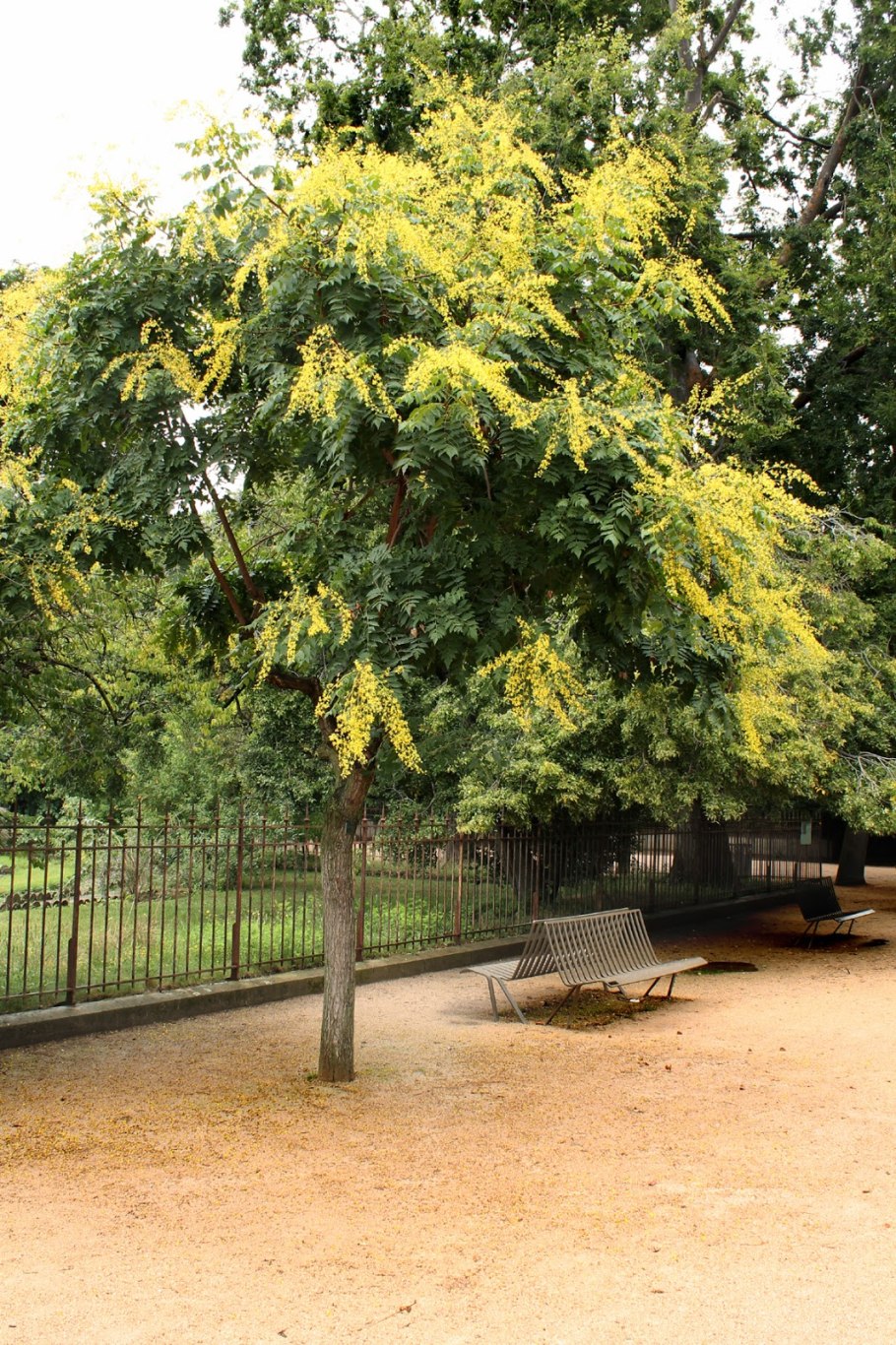 Кельрейтерия метельчатая