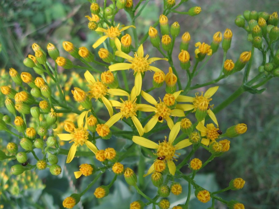 Крестовник (Senecio)