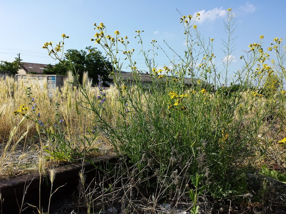 Крестовник клейкий