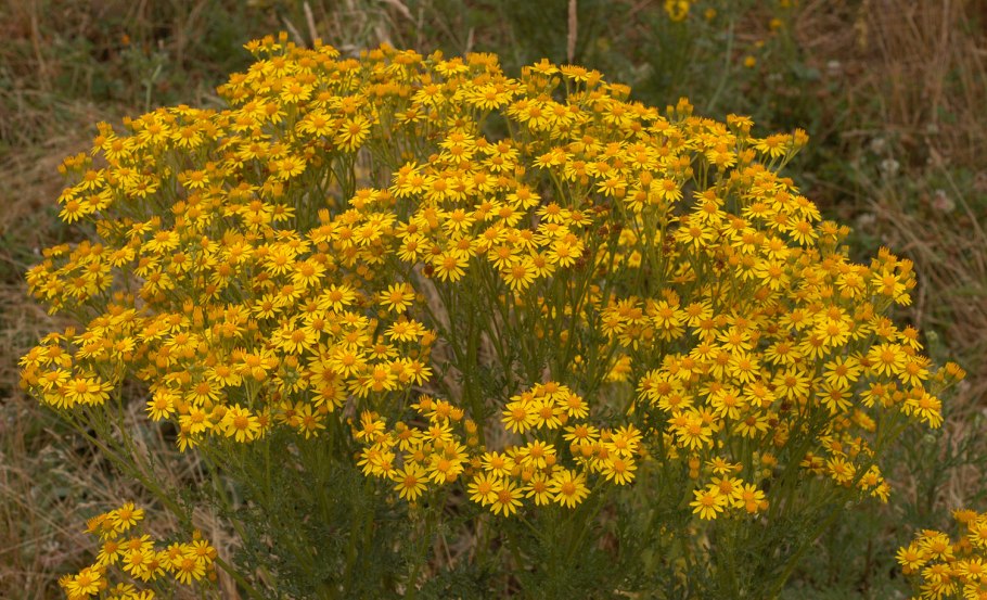 Senecio carniolicus