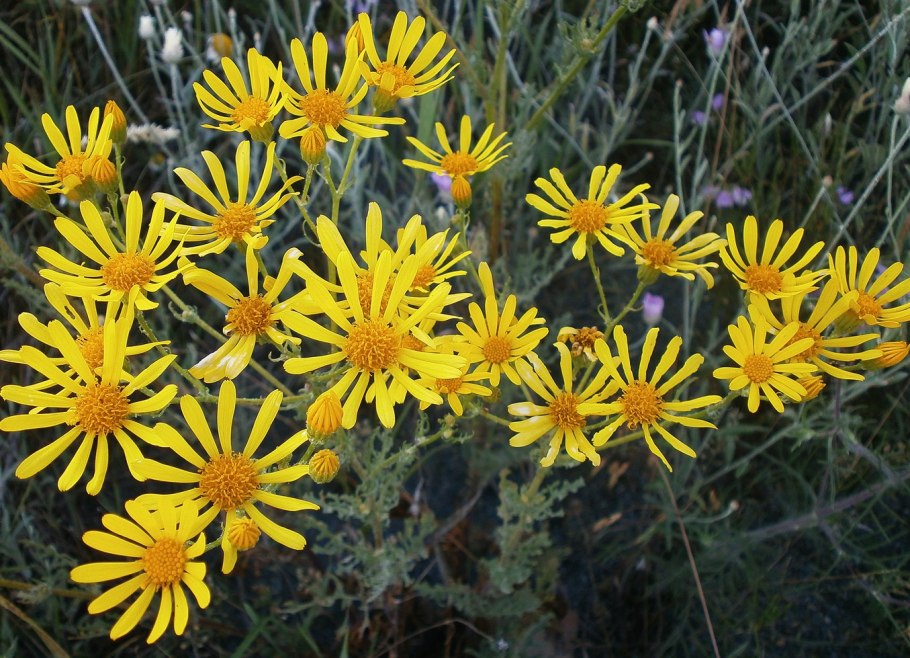 Senecio inaequidens