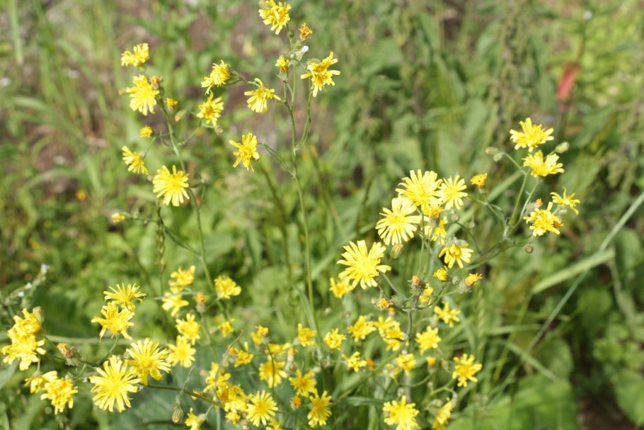 Крестовник сурепколистный