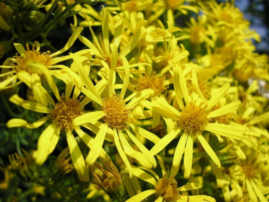 Цинерария крестовник пепельный