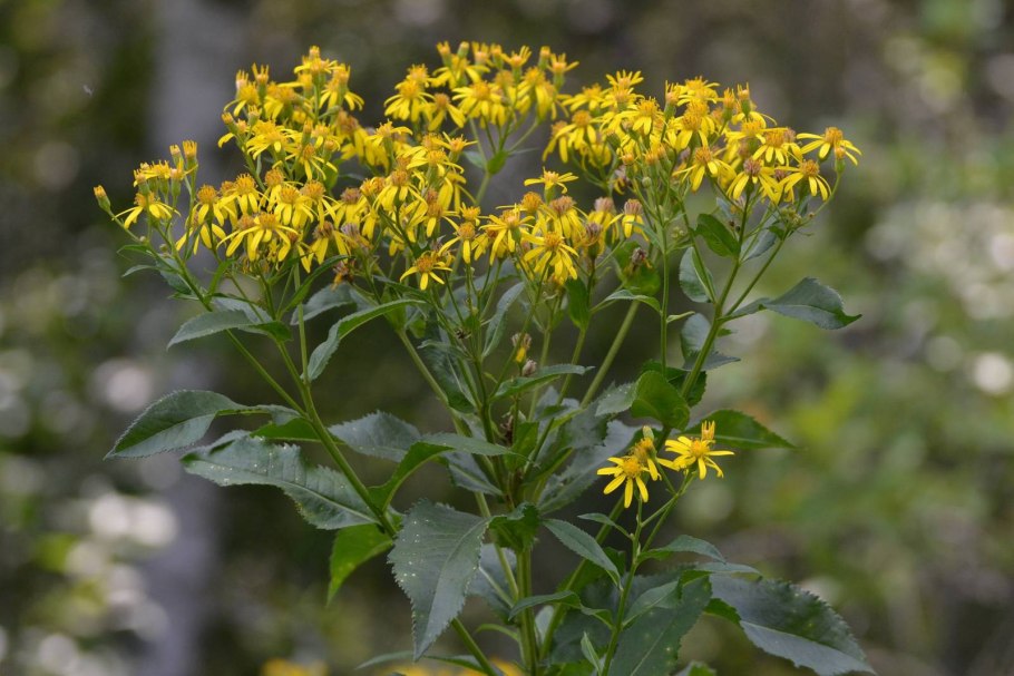 Крестовник Луговой (Senecio jacobaea l.)