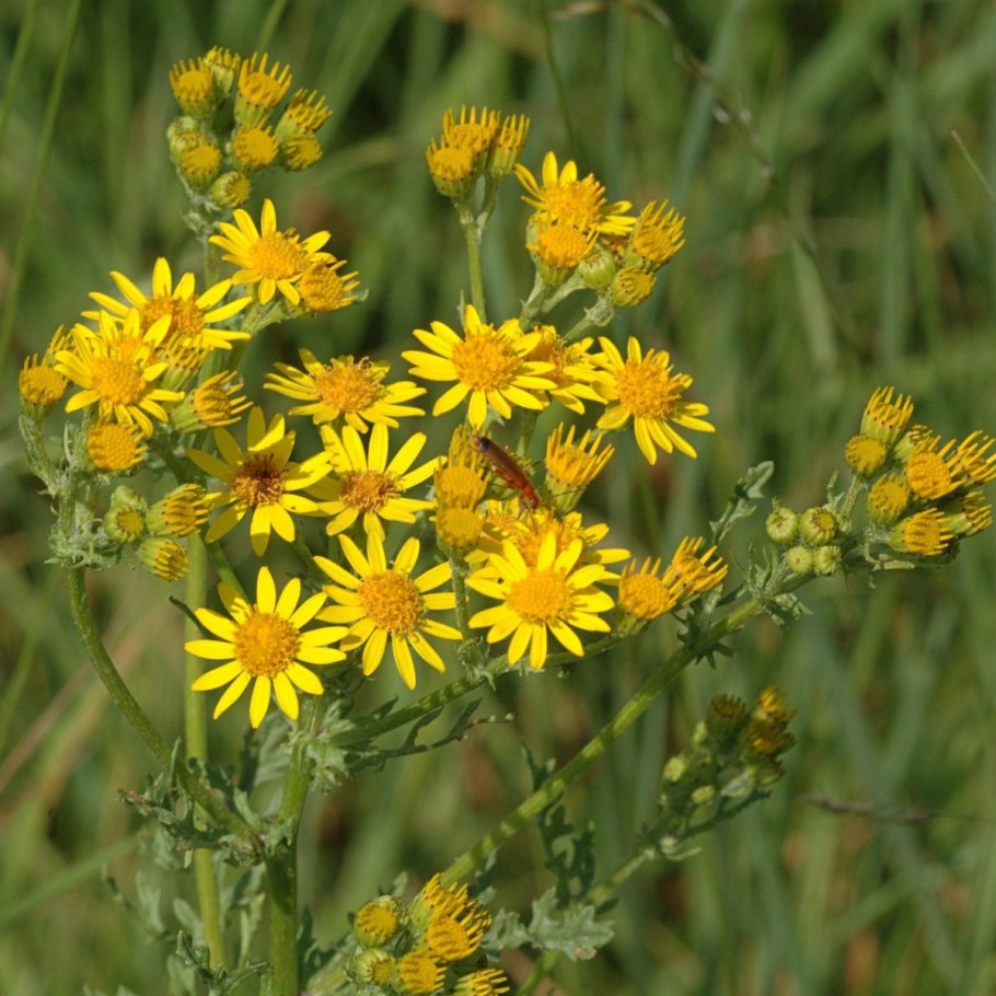 Крестовник обыкновенный полевой