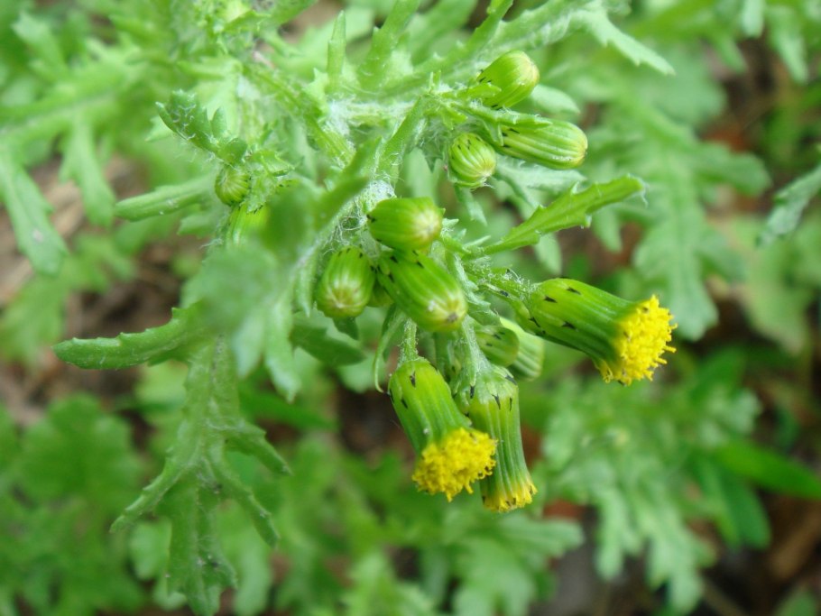 Крестовник (Senecio)