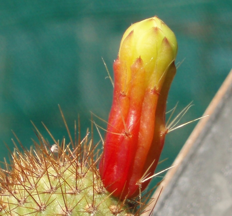 Cipocereus minensis