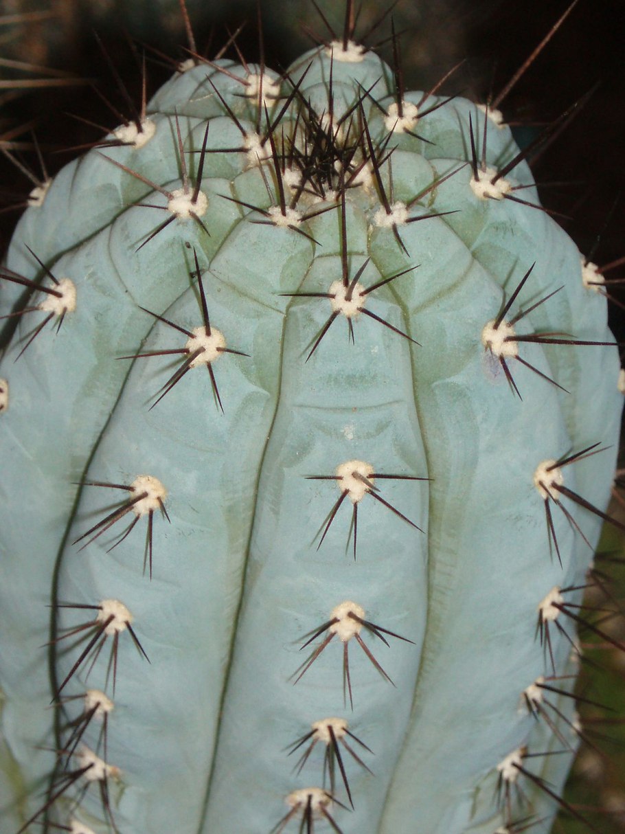 Pilosocereus bradei