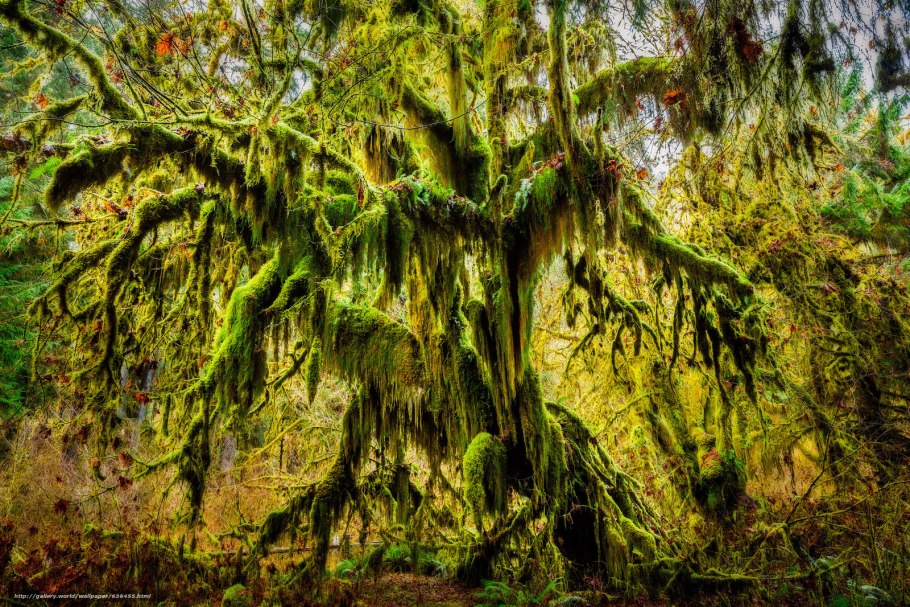 Зеленый мох в лесу