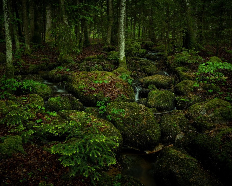 Мох в хвойном лесу