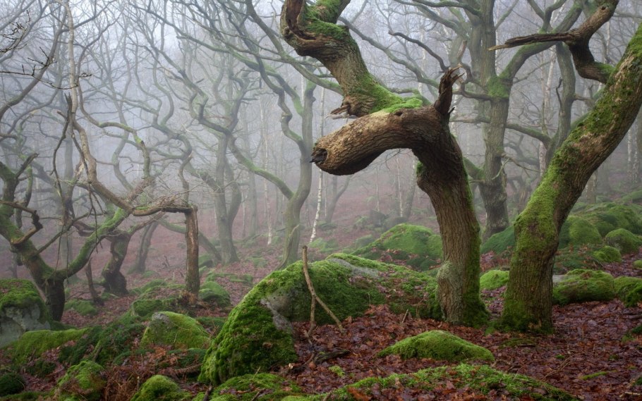 Мох на дереве