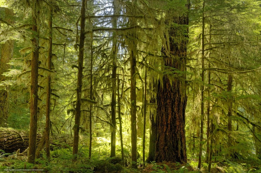 Сфагнум в Сосновом лесу