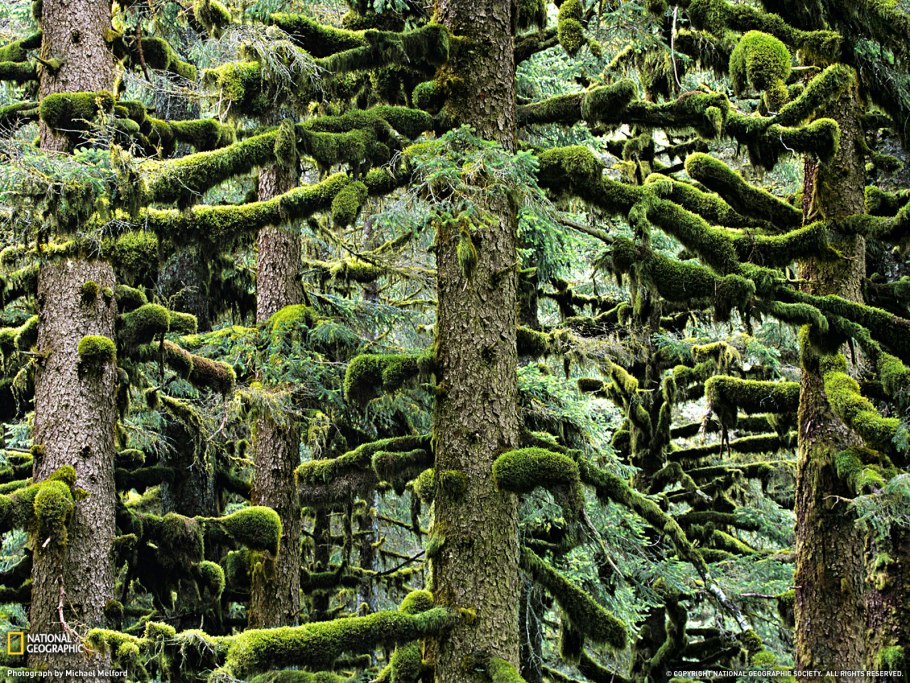 Вистманс-Вуд, Дартмур