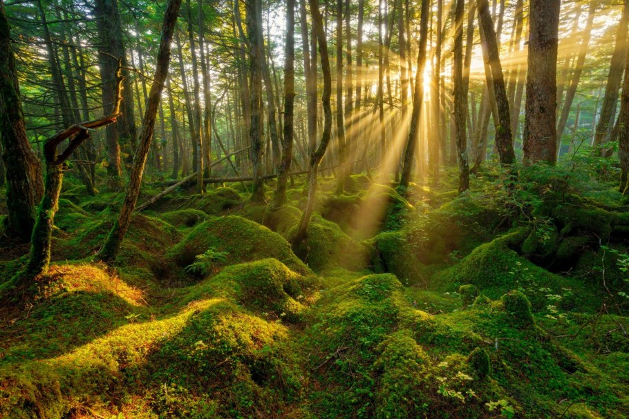 Красивый лес