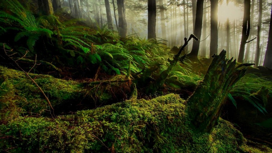 Еловый лес Аляска