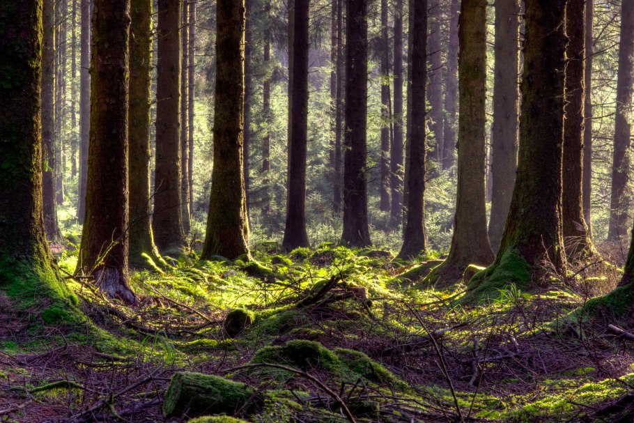 Кельтские широколиственные леса Ирландии